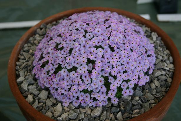 Dionysia 'Ewersley Alpha' 