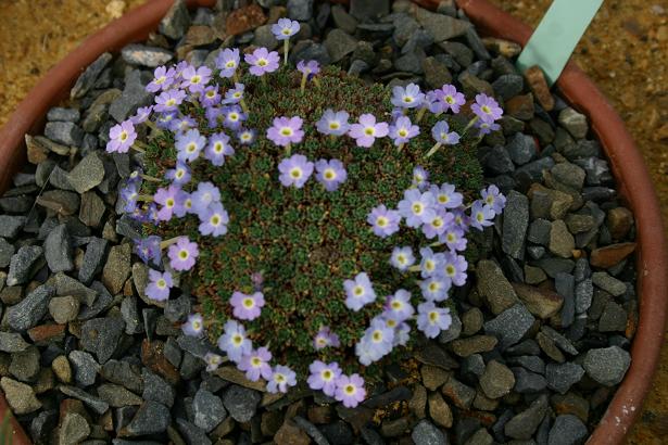 Dionysia 'Ewersley Kappa' 