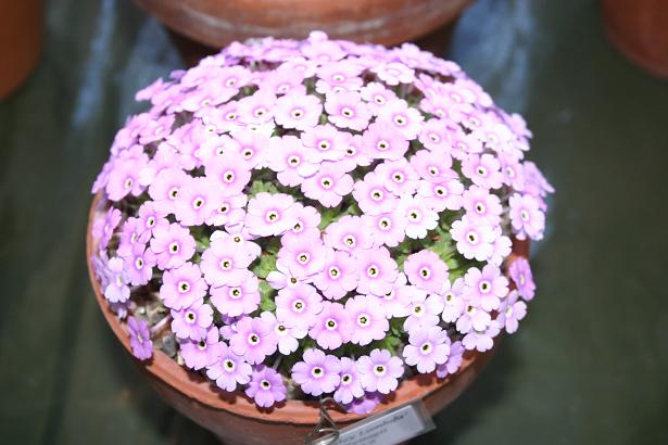 Dionysia 'Ewersley Lambda' 