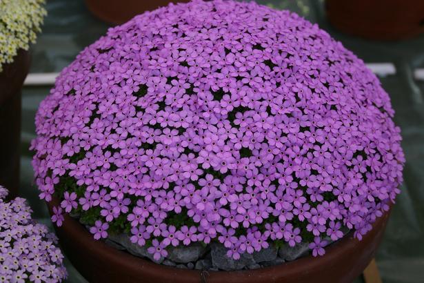 Dionysia 'Ewersley Legacy' 