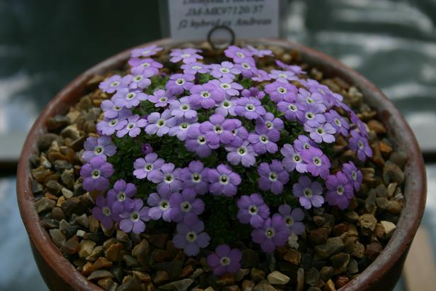 Dionysia 'Florenze' 