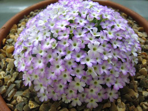 Dionysia 'Francesca' 