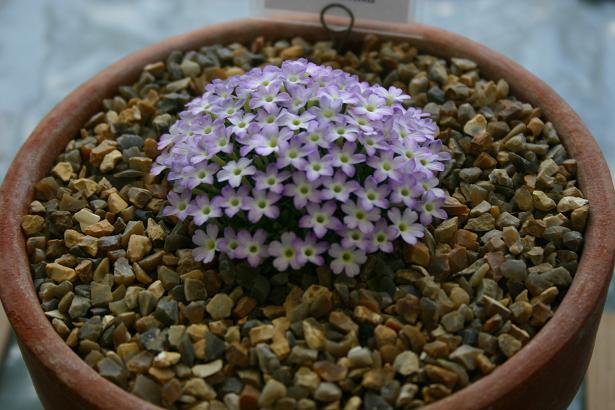 Dionysia 'Francesca' 