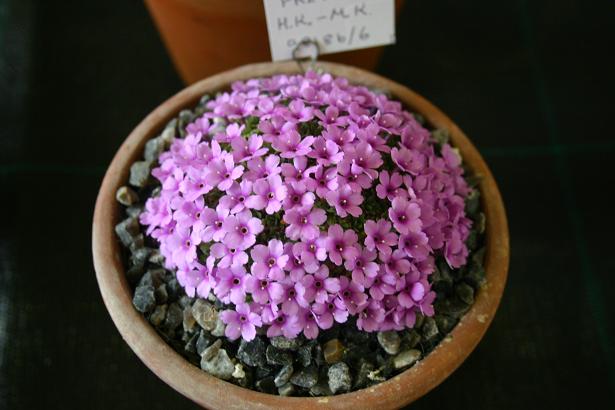 Dionysia freitagii 