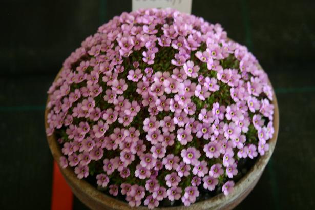 Dionysia freitagii 