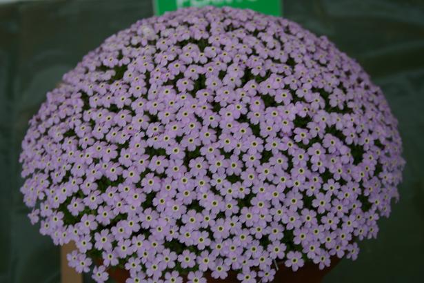 Dionysia (freitagii x viscidula) 