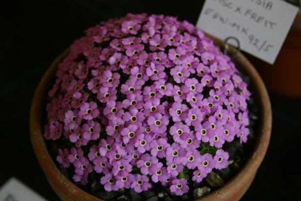 Dionysia (freitagii x viscidula) 