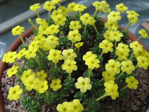 Dionysia gaubae 