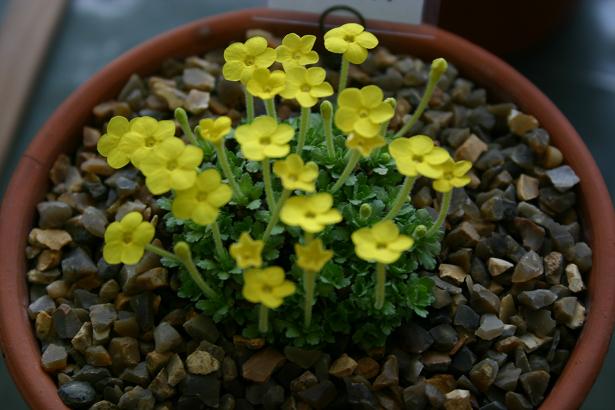 Dionysia gaubae 