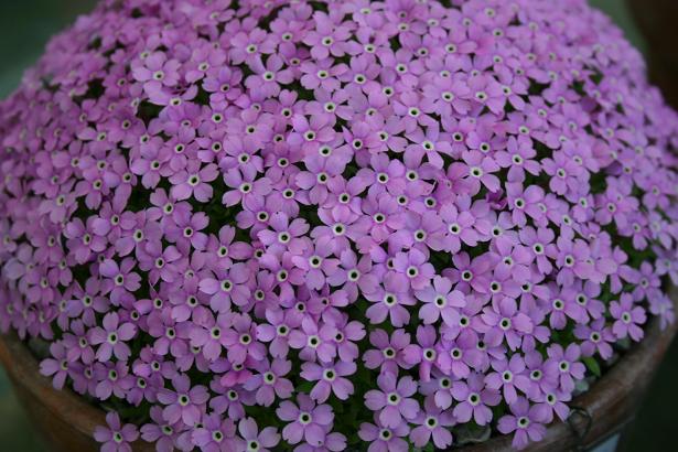 Dionysia 'Goteburg' 