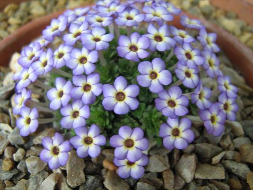 Dionysia 'Harlekin' 