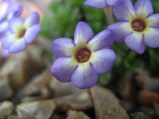 Dionysia 'Harlekin' 