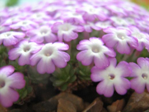 Dionysia 'Harold Esselmont' 