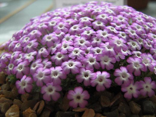 Dionysia 'Harold Esselmont' 