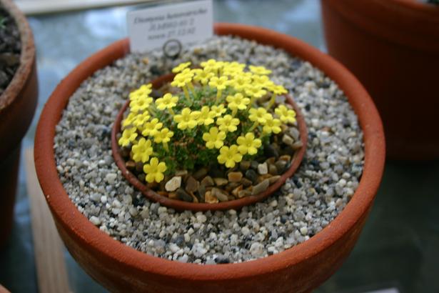 Dionysia heterotricha 