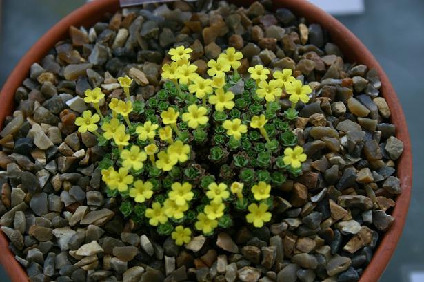 Dionysia heterotricha 