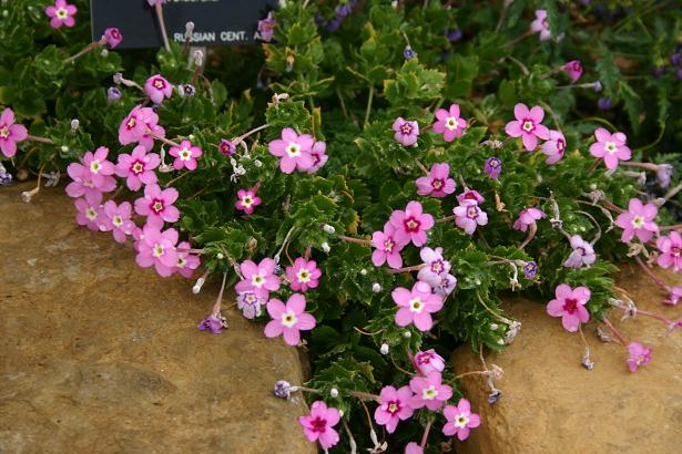 Dionysia involucrata 