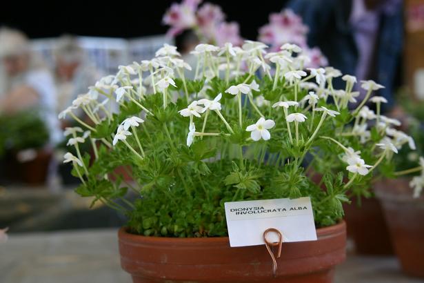 Dionysis involucrata 'Alba' 