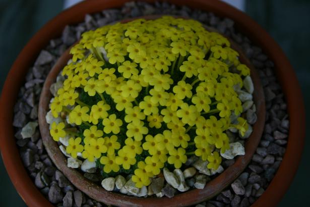 Dionysia khuzistanica 