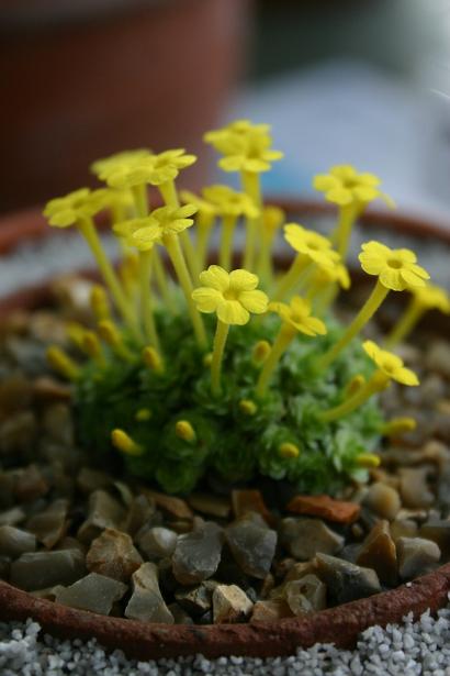 Dionysia khuzistanica 