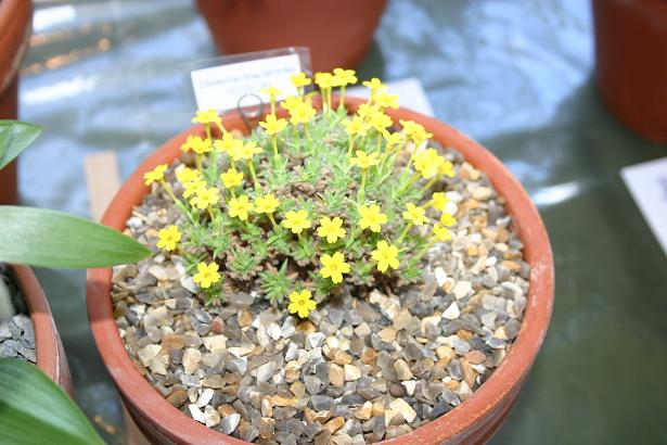 Dionysia leucotricha 