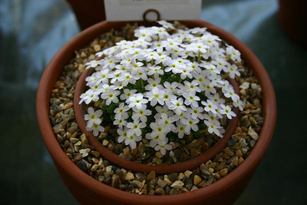 Dionysia 'Liberty' 