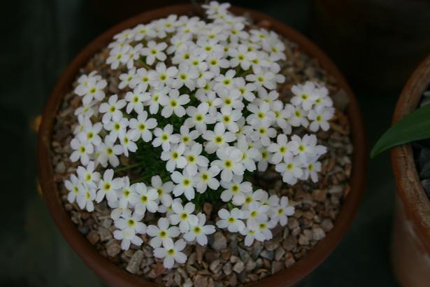 Dionysia 'Liberty' 