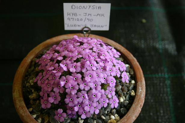 Dionysia 'Ludwig Jahn' 