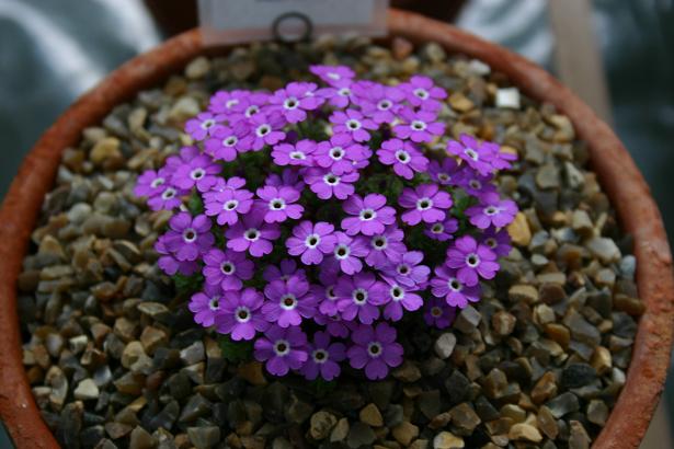 Dionysia 'Maria' 