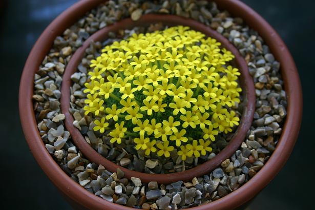 Dionysia michauxii 