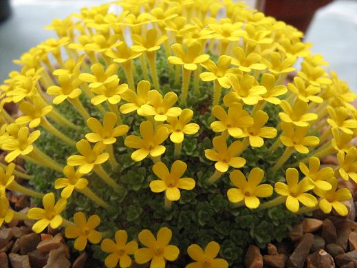 Dionysia michauxii 