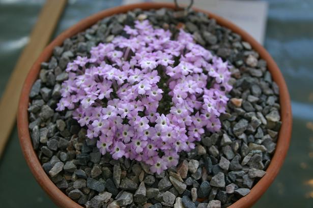 Dionysia microphylla 