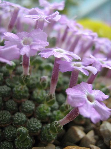 Dionysia microphylla 