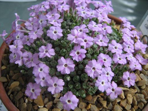 Dionysia microphylla 