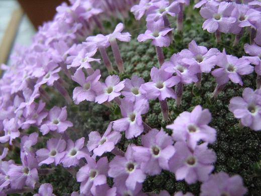 Dionysia microphylla 