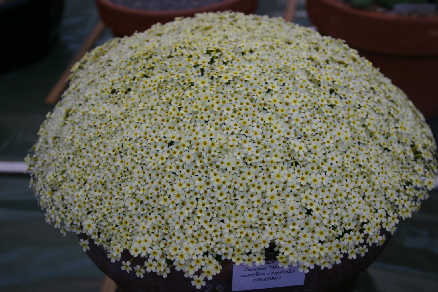 Dionysia 'Monika' 