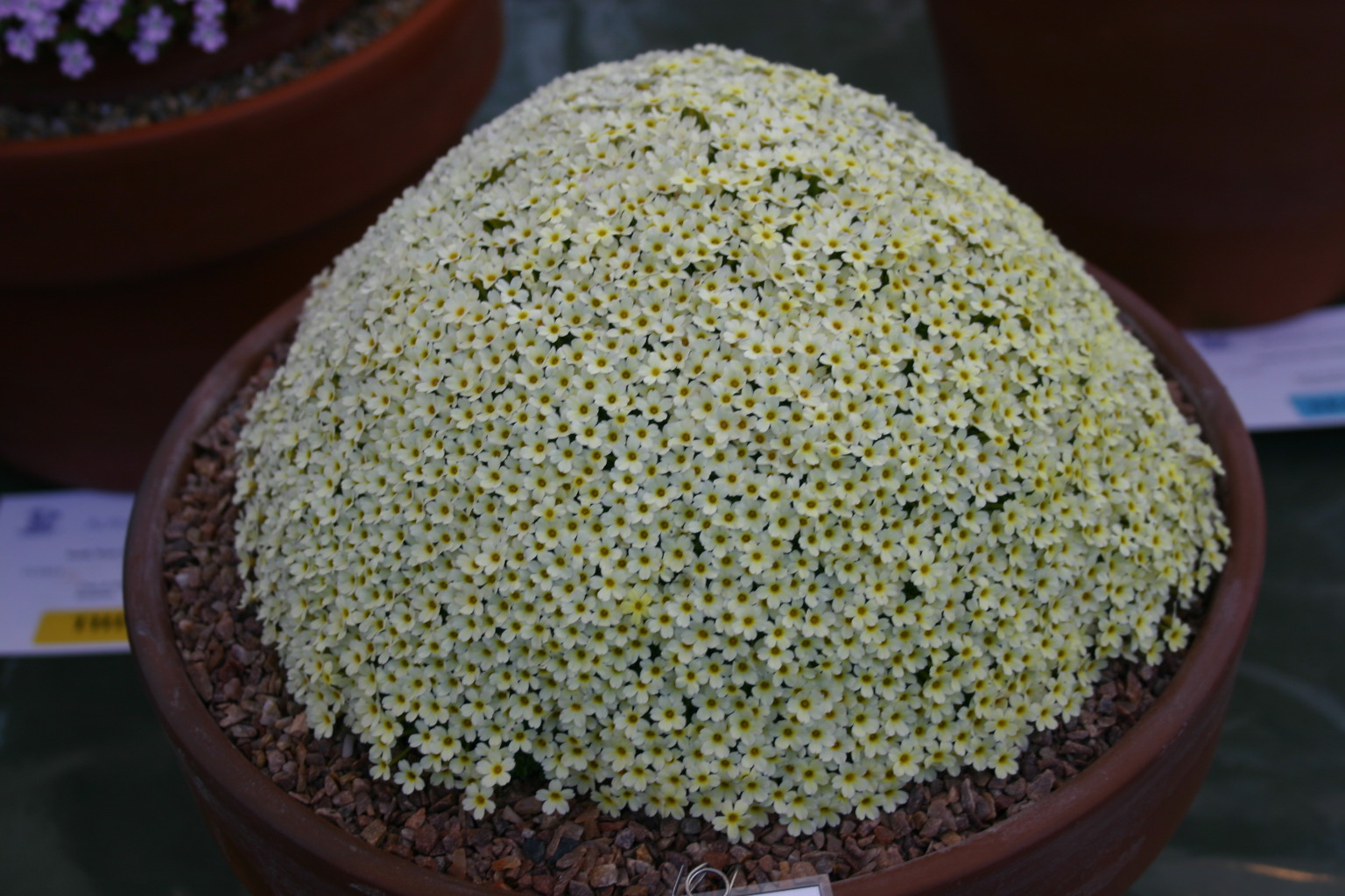 Dionysia 'Monika' 