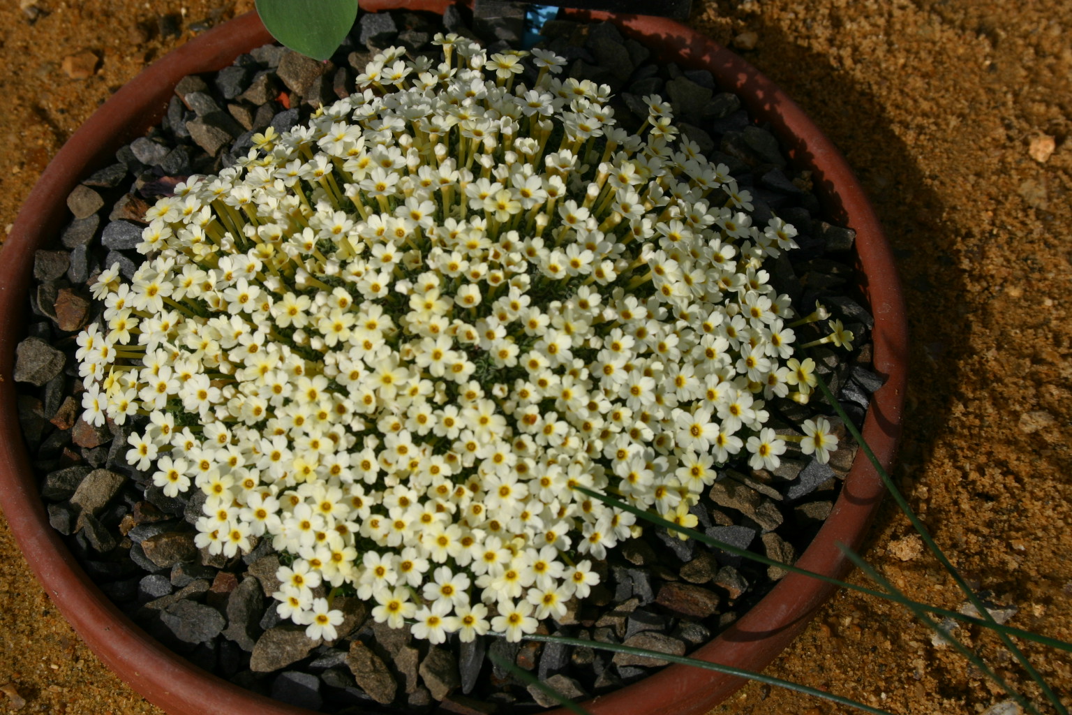 Dionysia 'Monika' 