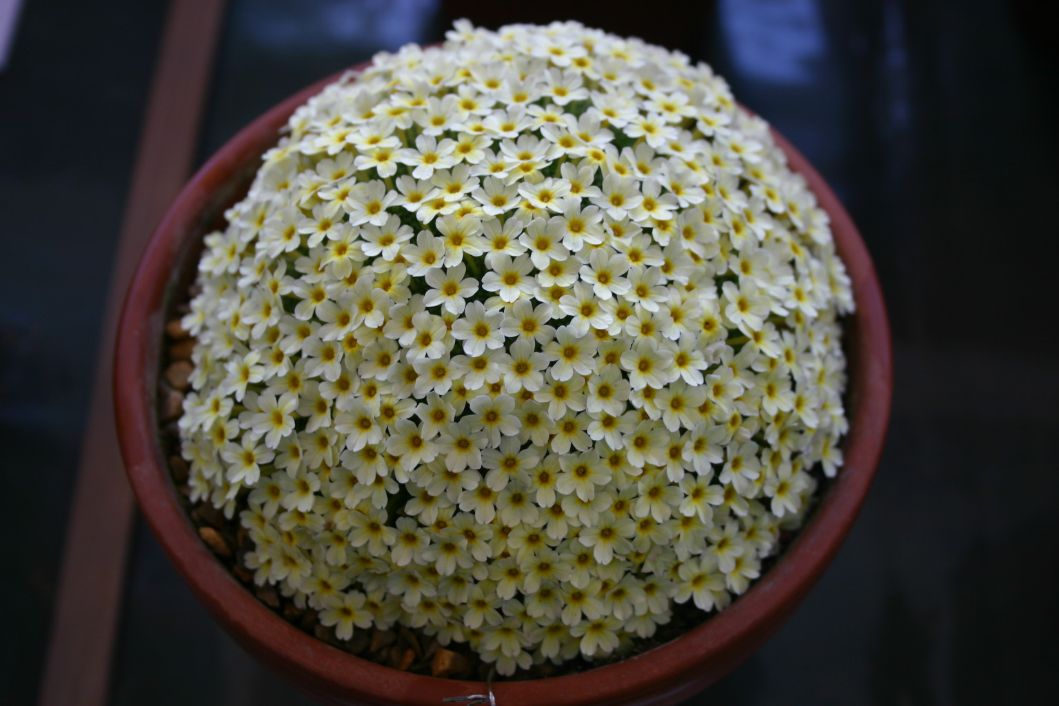 Dionysia 'Monika' 