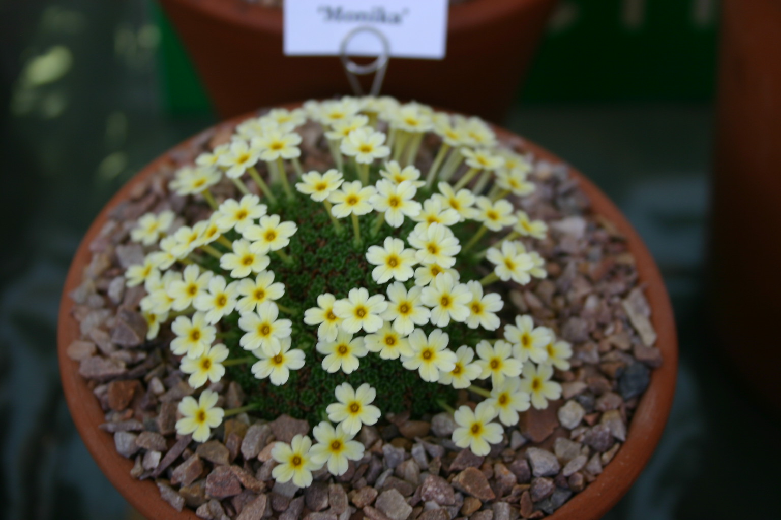 Dionysia 'Monika' 