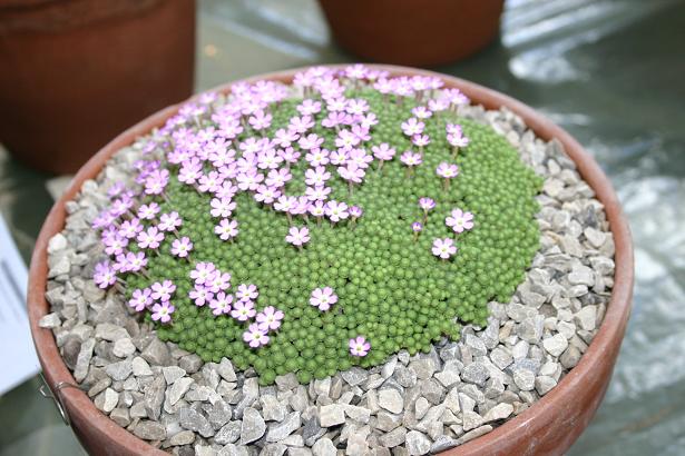 Dionysia mozaffarianii 