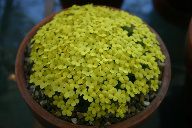 Dionysia odora 