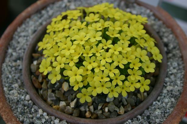 Dionysia odora 