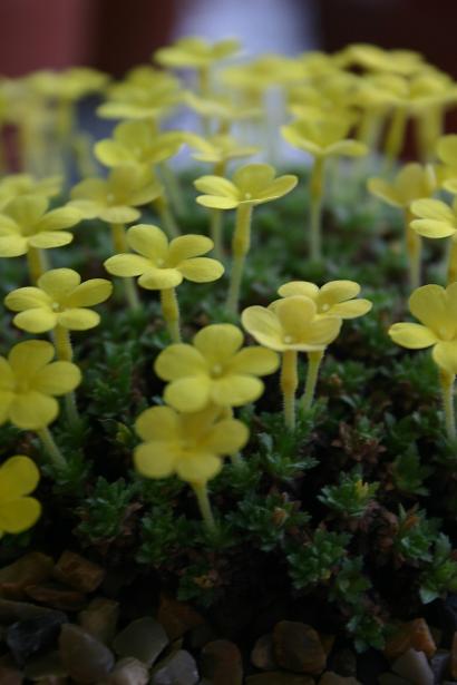 Dionysia odora 