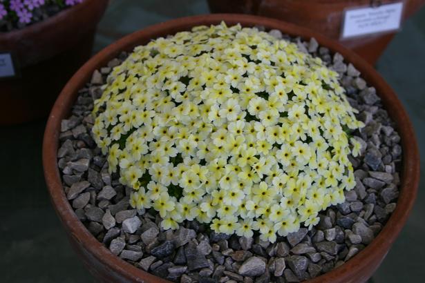 Dionysia 'Orion' 