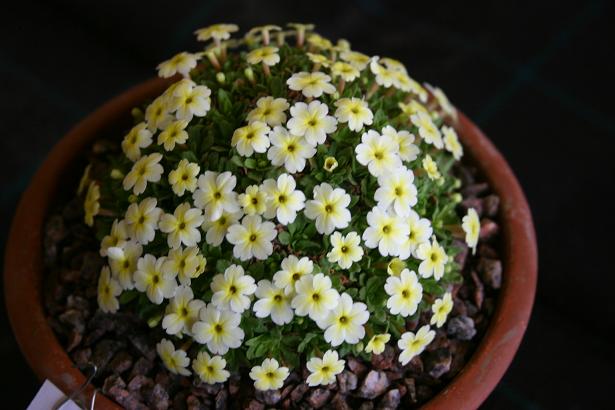 Dionysia 'Orion' 