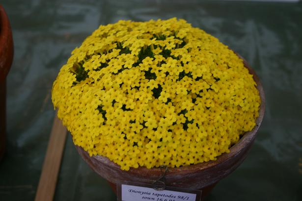 Dionysia tapetodes 