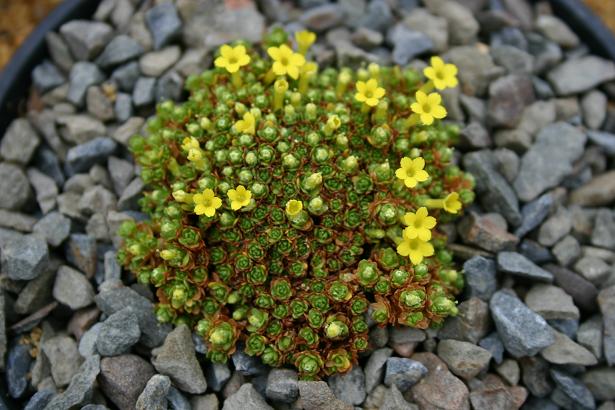 Dionysia tapetodes 