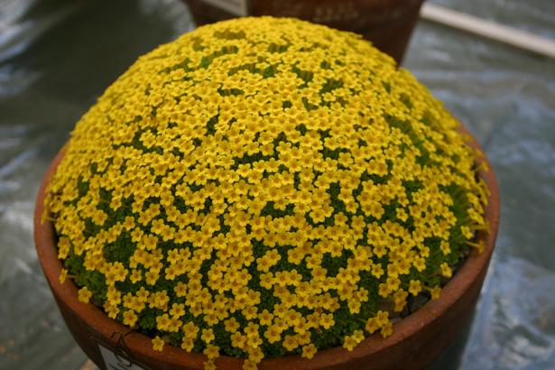 Dionysia tapetodes 