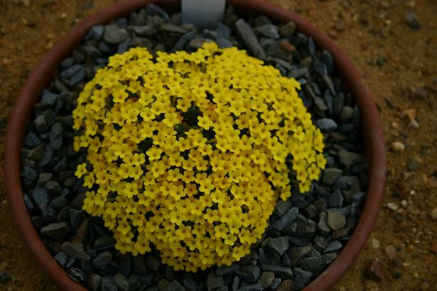 Dionysia tapetodes 